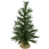 24 Inch Long Needle Pine Tree