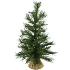 24 Inch Long Needle Pine Tree